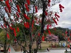 -莲花山公园