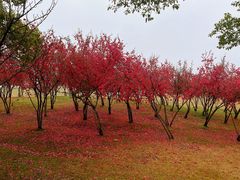 -漕湖湿地公园