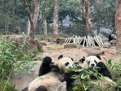 -都江堰中华大熊猫苑
