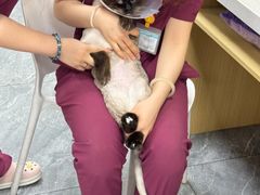 -美联众合动物医院·24h转诊中心