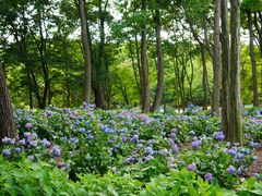 -上海共青森林公园