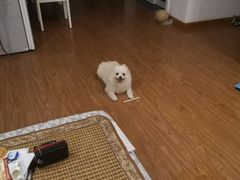 -联合动物医院(光谷诊疗中心)
