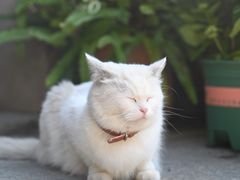 -老屋咖啡