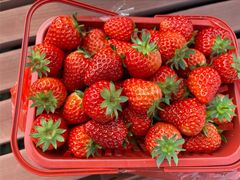 -建德果蔬乐园绪塘草莓基地