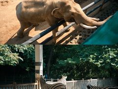-贵州森林野生动物园