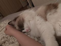 -糯米喵星人总部直营旗舰店·猫舍·幼猫出售