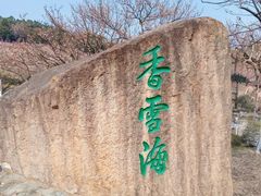 -香雪海