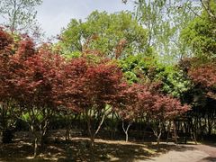 -合肥滨湖国家森林公园