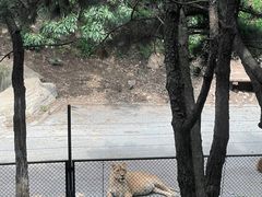 -大连森林动物园