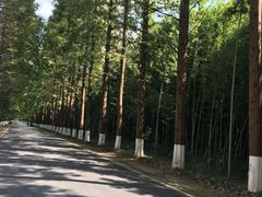 -黄海国家森林公园