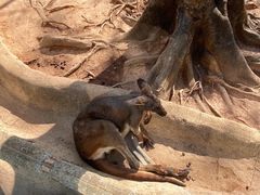 -深圳野生动物园