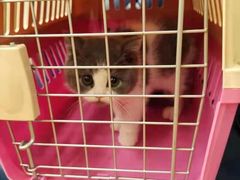 -袖虎宠物(锦绣生态园店)