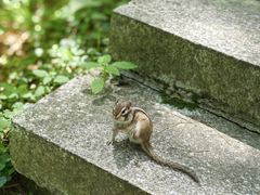 -汤旺河林海奇石景区