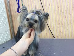 -爱宠屋pet shop·宠物洗澡·宠物美容