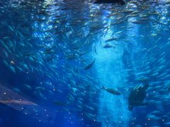 -成都浩海立方海洋公园