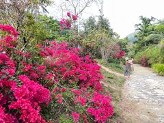 -海南热带雨林国家公园吊罗山景区