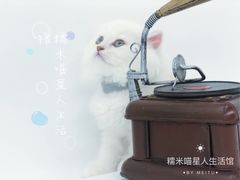 -糯米喵星人总部直营旗舰店·猫舍·幼猫出售