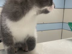 -中农国际动物医院24小时·猫科·骨科·急重症中心