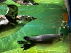 -北戴河圣蓝海洋公园