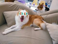 -怪兽屋·羊驼·猫咖·狗咖(俊华广场店)