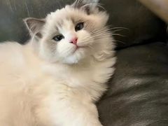 -客栈猫舍(中央北路店)