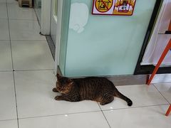 -纳吉亚猫专科动物医院博雅分院