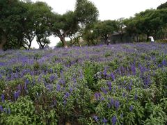 -松山湖梦幻百花洲