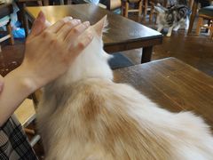 -猫猫幼稚园·撸猫·桌游·电玩