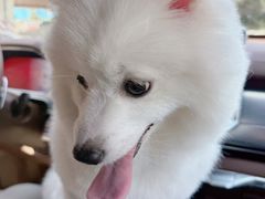 -久久宠物(河东万达店)