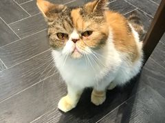 -猫色咖啡·猫咖
