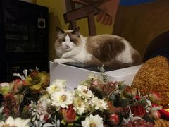 猫宝-咖法森林·咖啡  酒吧(天河店)