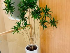 -瑶舍头疗·瑶浴·芳香热石SPA(五洲国际店)