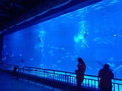 -烟台海昌鲸鲨海洋公园