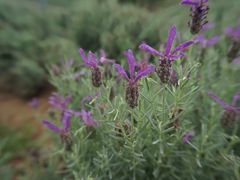 -大塘金香草谷