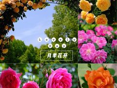 -大关公园