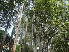 -火炉山森林公园