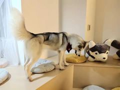 -Husky Go! 哈士奇体验馆·宠物咖啡厅狗咖