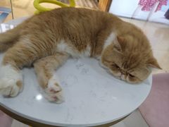 -糯米喵星人·撸猫猫舍咖啡馆(西市场嘉华店)