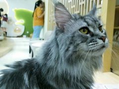 -猫和宫(六道口店)