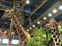 -卡通尼·Safari非洲探索乐园·生日会(金桥国际商业广场店)