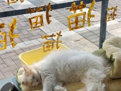 -平行世界·猫咖(首经贸店)