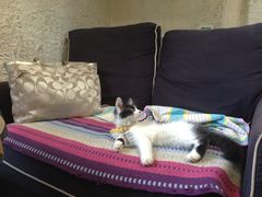 -Sirena海妖日咖夜酒