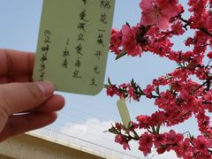 -秀丽东方