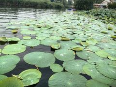 -白洋淀景区