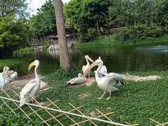 -深圳野生动物园
