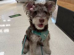 -帕帕拉兹宠物(亚洲旗舰店)