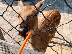 -长白岛森林公园