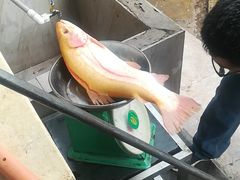 -三文彩虹鳟鱼庄
