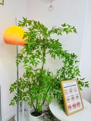-变美丽半永久纹眉连锁·机器野生眉·洗眉