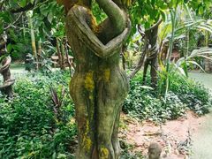 -呀路古热带植物园
